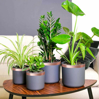 Taśma miedziana do ochrony przed ślimakami miedziany miedziany