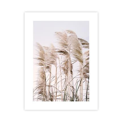 Trawa Pampa IV Plakat : Rozmiar - 30x40 cm