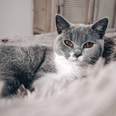 DISTRICT70 Legowisko dla zwierząt FUZZ, piaskowe, S