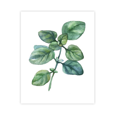 Plakat Oregano : Rozmiar - 40x50 cm