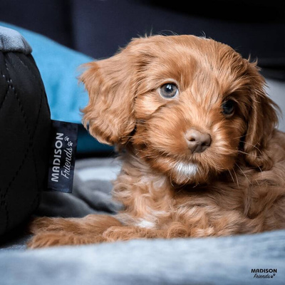 Madison Legowisko dla psa Velvet, 120x95x28 cm, szare