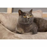 Scruffs & Tramps Legowisko dla psa Kensington, M, 60x50 cm, kremowe
