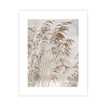 Zimowa Sucha Trawa Plakat : Rozmiar - 40x50 cm