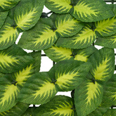 Parawan balkonowy z liśćmi Zielony i Żółty 300 x 100 cm
