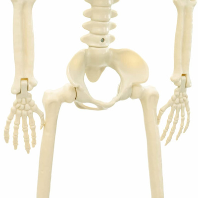 Szkielet Halloweenowy 2 pcs Biały 85 cm PVC