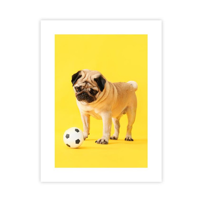 Mops Plakat : Rozmiar - 30x40 cm