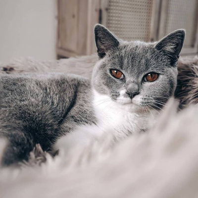 DISTRICT70 Legowisko dla zwierząt FUZZ, piaskowe, S