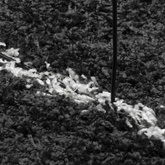 vidaXL Dywan z długim włosiem PAMPLONA, czarno-kremowy, 300x400 cm