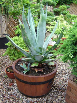 Donica ogrodowa drewniana okrągła wysoka 21 cm brązowa D35H21