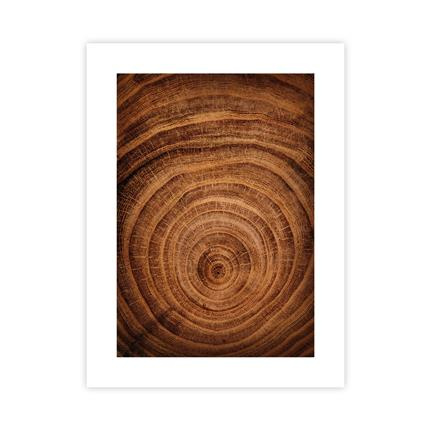 Słoje Drewna Plakat : Rozmiar - 30x40 cm