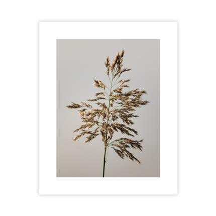 Nasiona Trzciny Plakat : Rozmiar - 40x50 cm