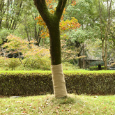 Tkanina jutowa w rolce, 1x50 m, 100% juta, 200 g/m?