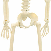 Szkielet Halloweenowy 2 pcs Biały 85 cm PVC