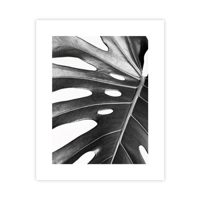 Monstera Plakat : Rozmiar - 40x50 cm