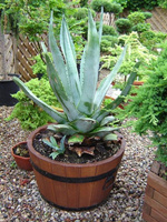 Duża donica ogrodowa doniczka drewniana D35H21