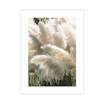 Trawa Pampa VI Plakat : Rozmiar - 30x40 cm