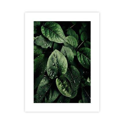 Liście II Plakat : Rozmiar - 30x40 cm