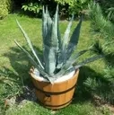 Donica ogrodowa drewniana okrągła duża wysokość 35 cm brązowa