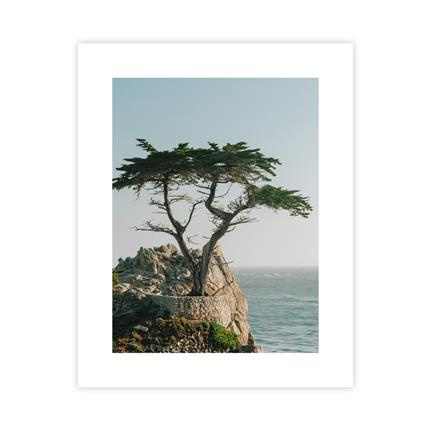 Drzewo Przy Morzu Plakat : Rozmiar - 40x50 cm
