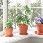Okrągły Talerzyk Kwiatowy 6 pcs Czerwony ceglasty ? 14 x 2 cm
