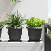 Okrągły Talerzyk Kwiatowy 24 pcs Czarny ? 17,5 x 2 cm